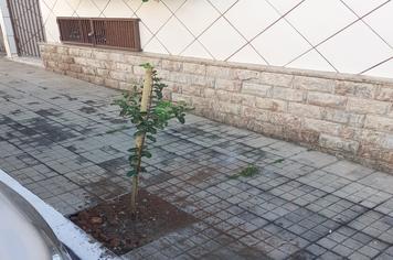 IMPLEMENTAÇÃO E MANUTENÇÃO DE ARBORIZAÇÃO EM VIAS PÚBLICAS
