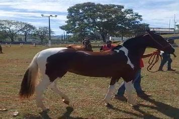 EXPOSIÇÃO DE MANGALARGA MARCHADOR ACONTECE EM CAXAMBU COM TODOS OS PROTOCOLOS DE SAÚDE
