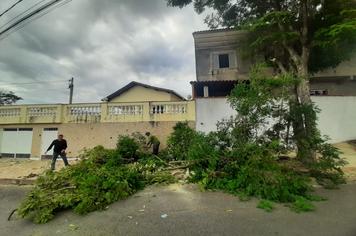 SERVIÇO DE PODAS EM ÁRVORES NO BELVEDERE