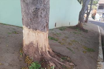 ANELAMENTO DE ÁRVORES SEM PERMISSÃO É CRIME AMBIENTAL