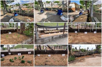 HORTA NA CRECHE DO CAXAMBU VELHO