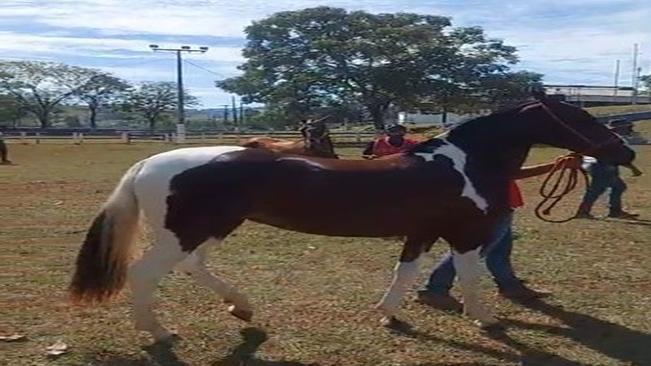 EXPOSIÇÃO DE MANGALARGA MARCHADOR ACONTECE EM CAXAMBU COM TODOS OS PROTOCOLOS DE SAÚDE